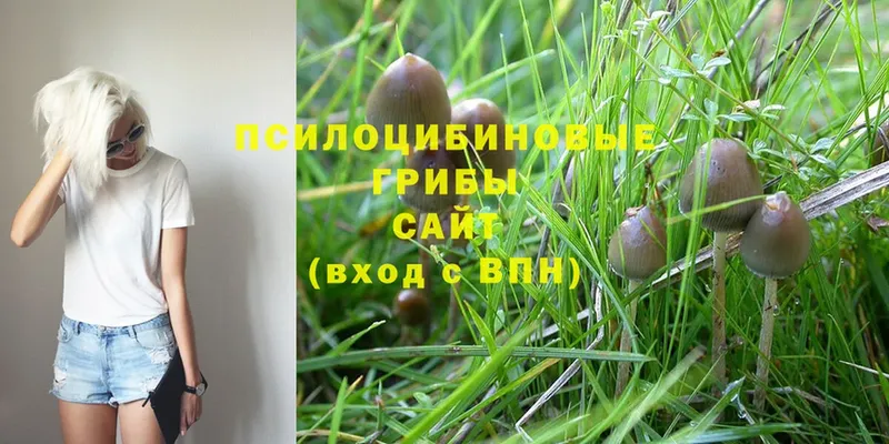 Галлюциногенные грибы Psilocybe Волосово